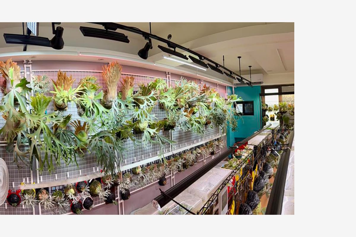 關於我們 - 鹿鹿派對｜蕨藝空間